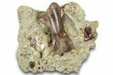 Fossil Dromaeosaurid Phalanx on Sandstone - Judith River Fm #313457-1